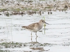Calidris subminuta