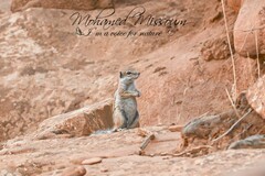 Atlantoxerus getulus