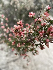 Cryptandra tomentosa