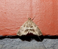 Paracymoriza vagalis