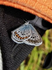 Plebejus argus