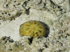 Culcita novaeguineae