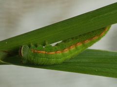 Hyponephele lycaon