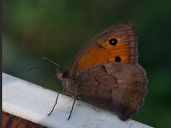 Hyponephele lycaon
