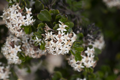 Pomaderris obcordata