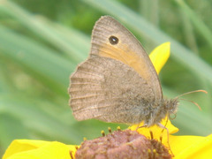 Hyponephele lycaon