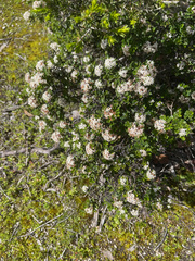 Pomaderris obcordata