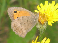 Hyponephele lycaon