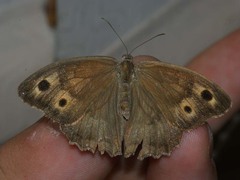 Hyponephele lycaon