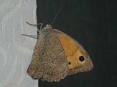 Hyponephele lycaon