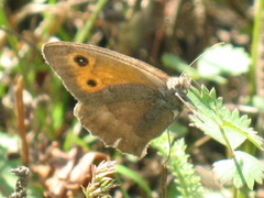Hyponephele lycaon