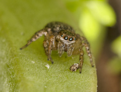 Maratus albus