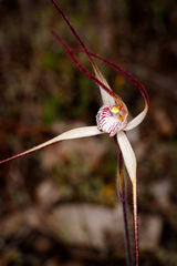 Caladenia polychroma