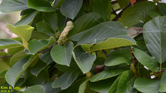 Angiospermae