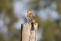 Ploceus velatus