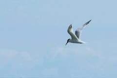 Sterna hirundo