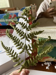 Dryopteris carthusiana