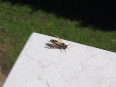 Polistes