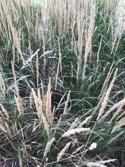 Calamagrostis stricta