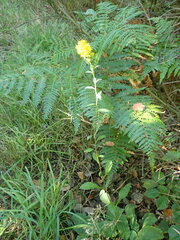 Solidago virgaurea