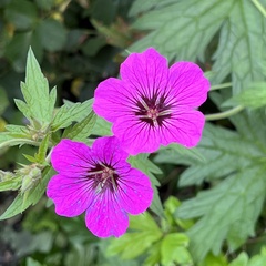 Geranium psilostemon