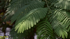 Angiospermae