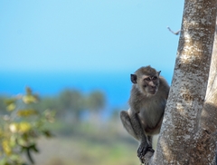 Macaca fascicularis