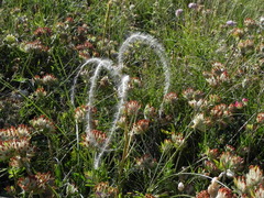 Stipa dasyvaginata
