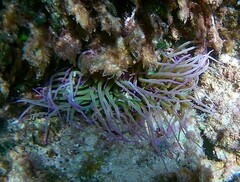 Anemonia viridis