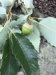 Quercus montana