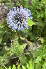 Echinops bannaticus