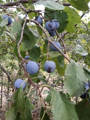 Prunus spinosa