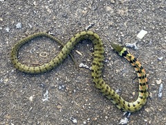 Rhabdophis tigrinus