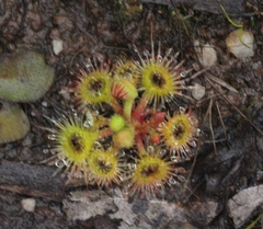 Drosera glanduligera