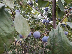 Prunus spinosa