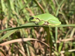 Hyla japonica