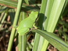 Hyla japonica