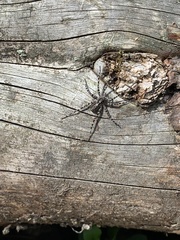 Acantholycosa lignaria
