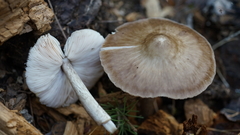 Pluteus exilis