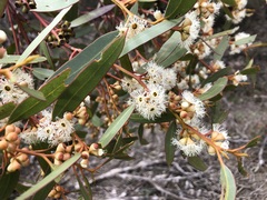 Eucalyptus gracilis