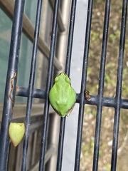 Hyla japonica