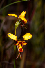 Diuris laxiflora