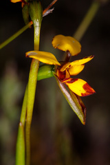 Diuris laxiflora