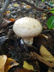Amanita citrina