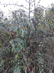 Cotoneaster coriaceus