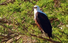 Haliaeetus vocifer
