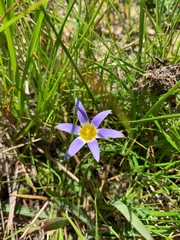 Romulea tabularis