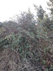Cotoneaster coriaceus