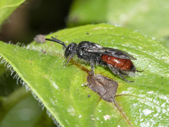 Sphecodes ruficrus