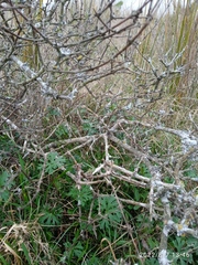 Olearia adenocarpa